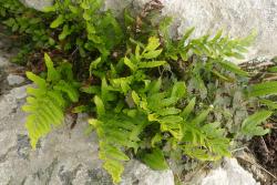 Asplenium lyallii. Mature plants growing in crevice of limestone rock.
 Image: L.R. Perrie © Te Papa CC BY-NC 3.0 NZ